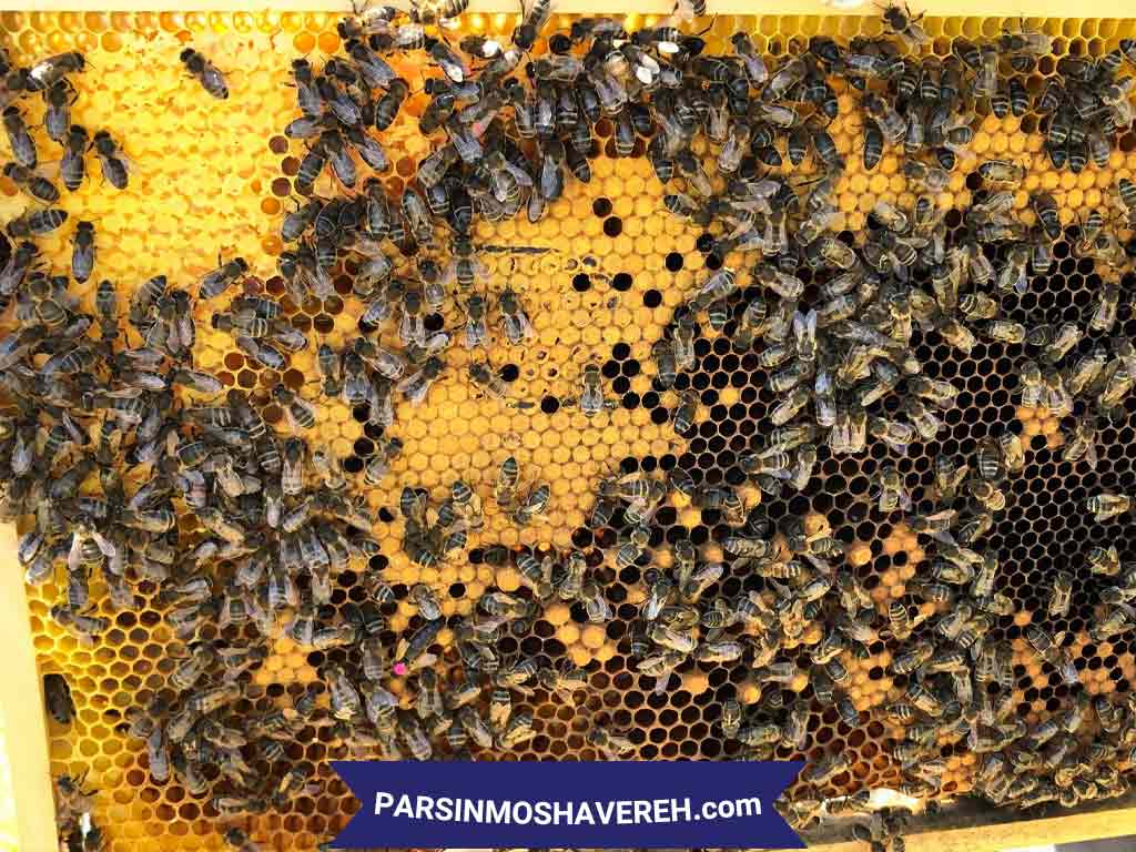 رشته پرورش زنبور عسل و کرم ابریشم در هنرستان