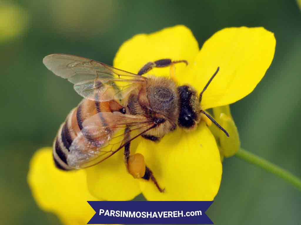 ثبت نام رشته پرورش زنبور عسل بدون کنکور
